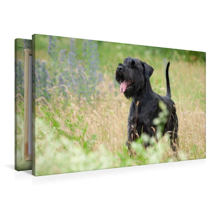 Premium Textil-Leinwand Riesenschnauzer - schwarz