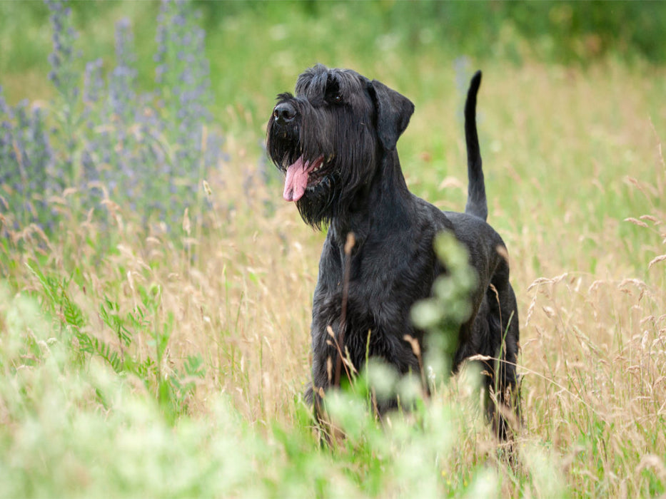 Riesenschnauzer - schwarz - CALVENDO Foto-Puzzle'