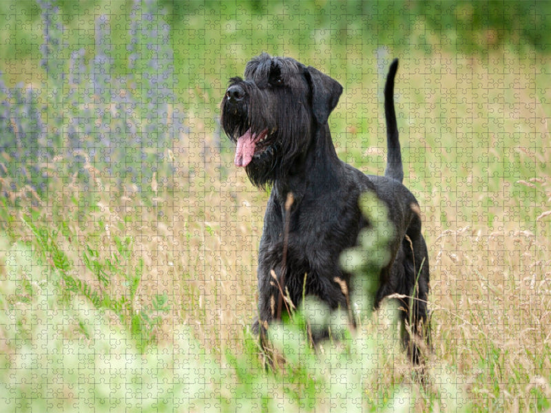 Riesenschnauzer - schwarz - CALVENDO Foto-Puzzle'