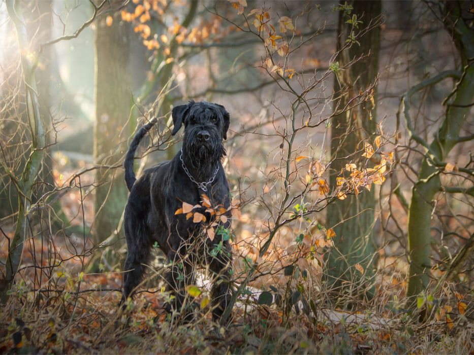 Riesenschnauzer... charakterstarke Hunde - CALVENDO Foto-Puzzle'