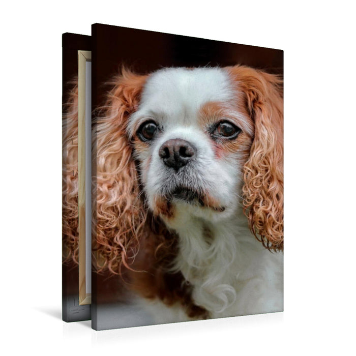 Premium Textil-Leinwand Cavalier King Charles Spaniel