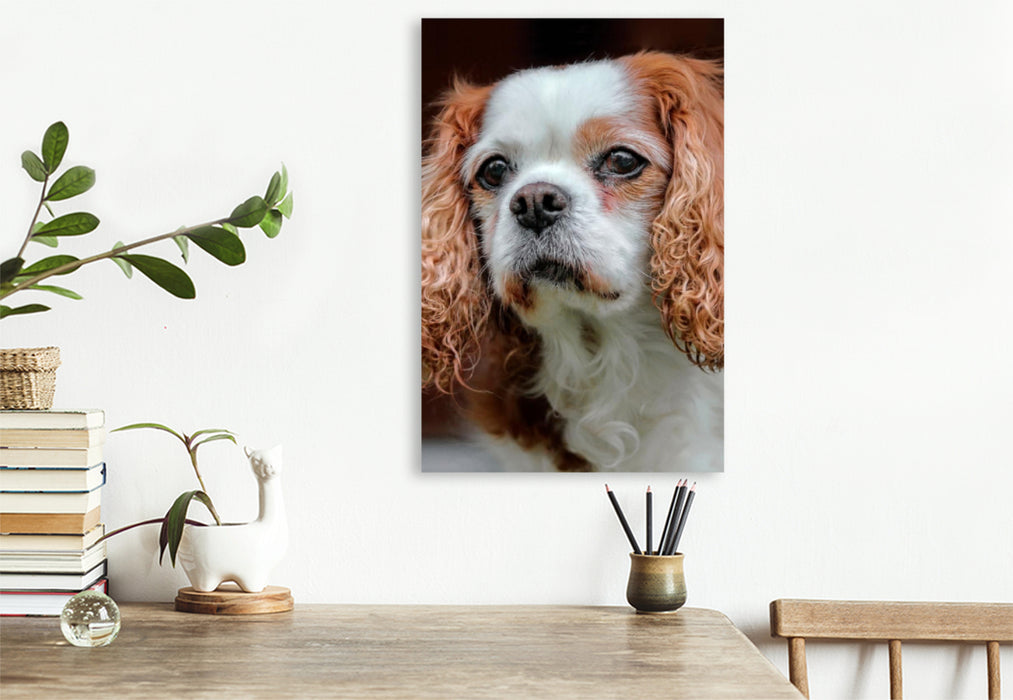 Premium Textil-Leinwand Premium Textil-Leinwand 60 cm x 90 cm hoch Cavalier King Charles Spaniel