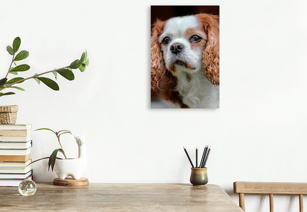 Premium Textil-Leinwand Premium Textil-Leinwand 60 cm x 90 cm hoch Cavalier King Charles Spaniel