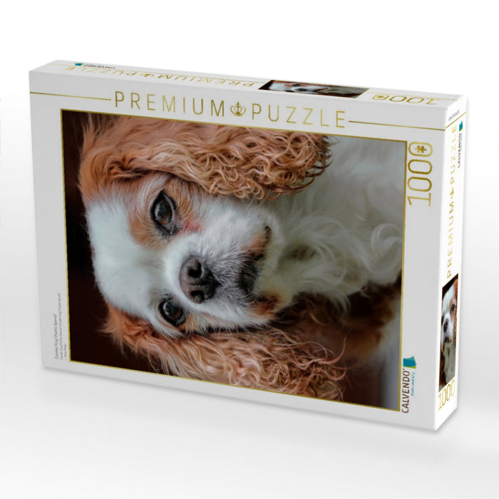 Cavalier King Charles Spaniel - CALVENDO Foto-Puzzle'
