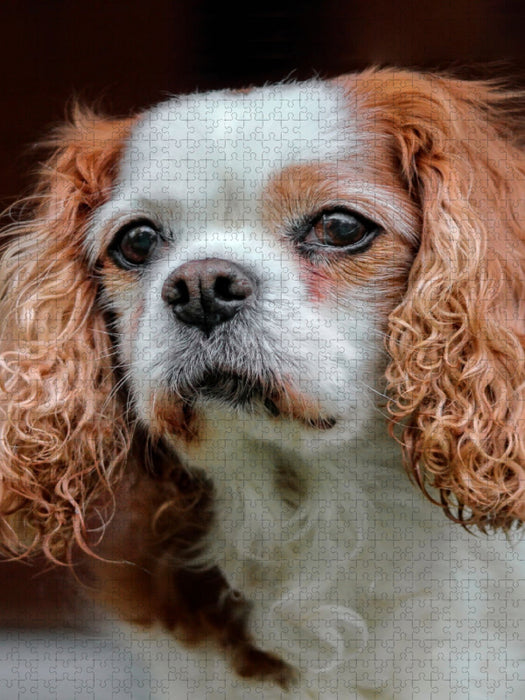 Cavalier King Charles Spaniel - CALVENDO Foto-Puzzle'