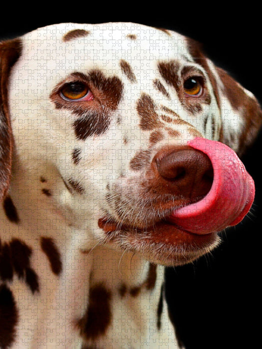 Dalmatiner - CALVENDO Foto-Puzzle'
