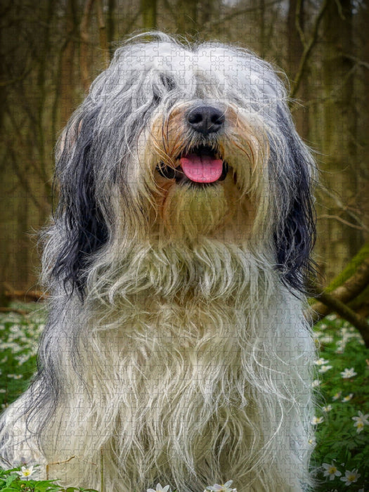 PON (Polski Owczarek Nizinny) - CALVENDO Foto-Puzzle'