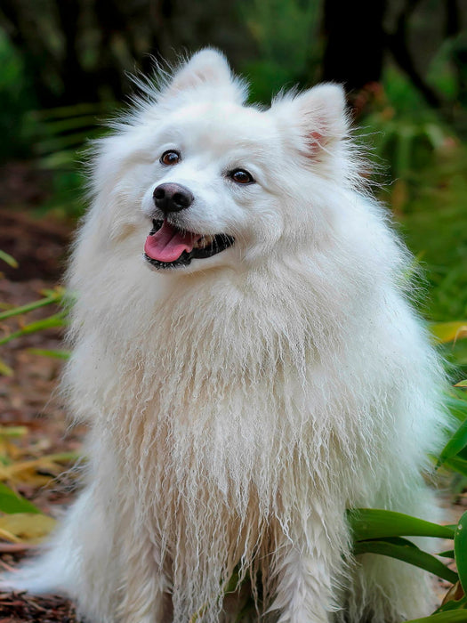 Spitz - CALVENDO Foto-Puzzle'