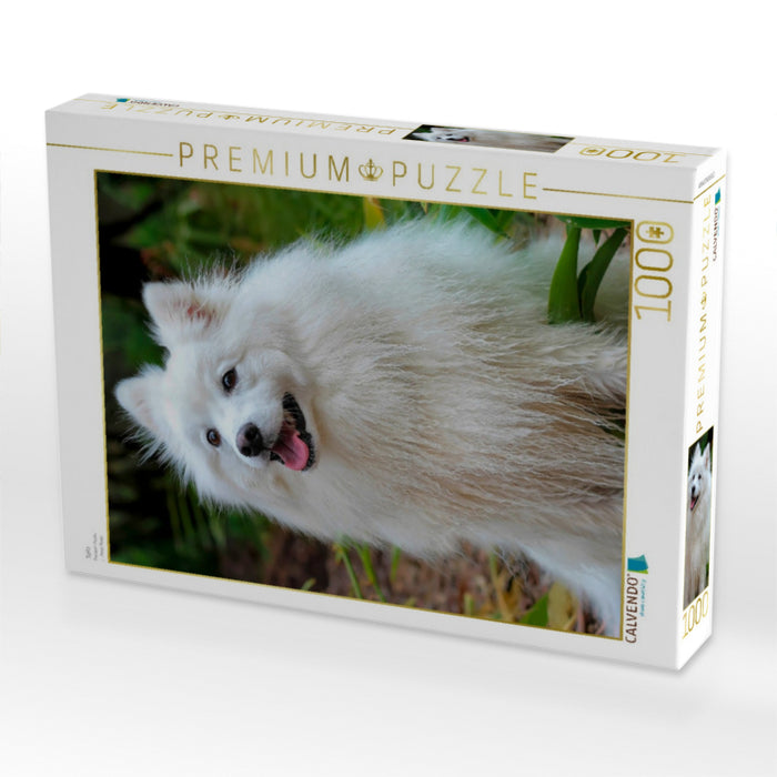 Spitz - CALVENDO Foto-Puzzle'