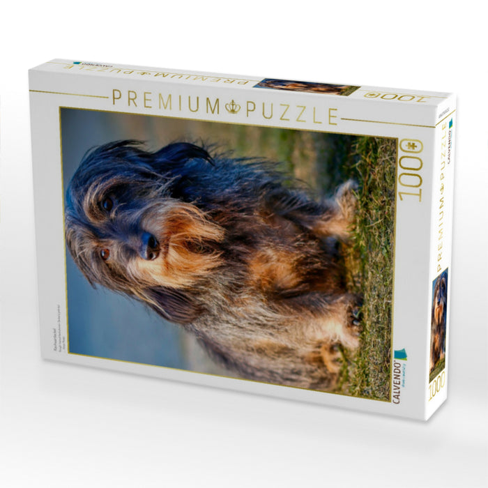 Rauhaardackel - CALVENDO Foto-Puzzle'