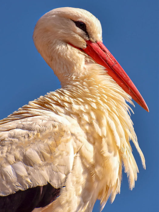 Storch - CALVENDO Foto-Puzzle'