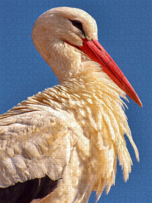 Storch - CALVENDO Foto-Puzzle'
