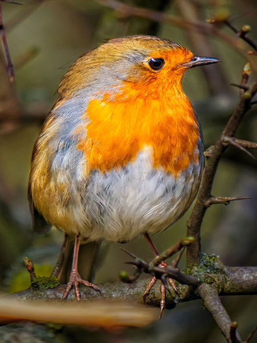 Robin - CALVENDO photo puzzle 