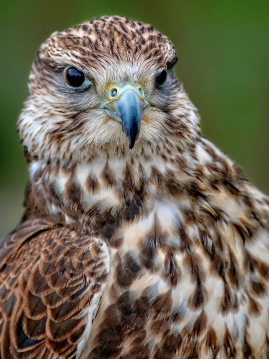 Falcon - CALVENDO photo puzzle 