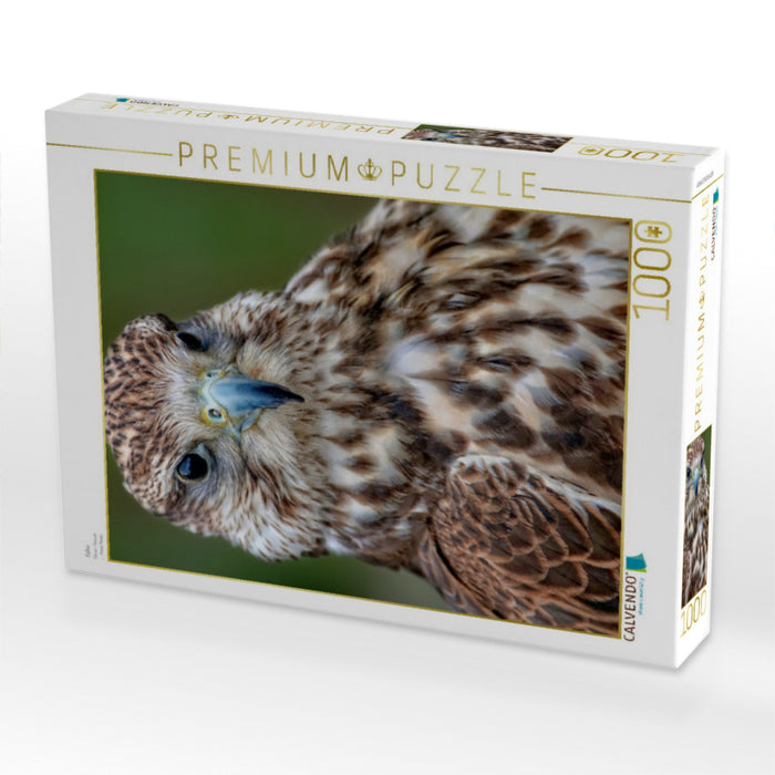 Falcon - CALVENDO photo puzzle 