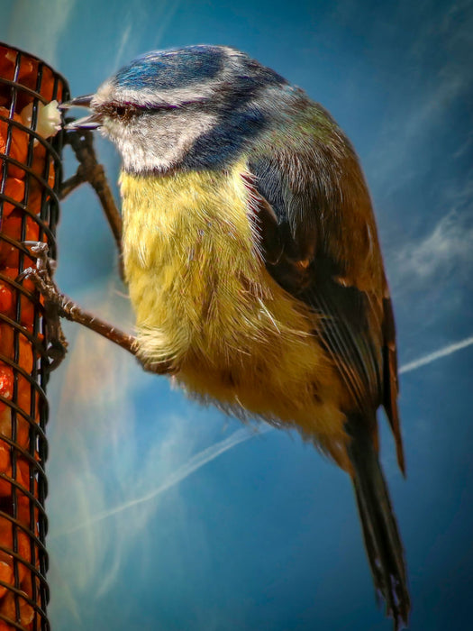 Blaumeise - CALVENDO Foto-Puzzle'