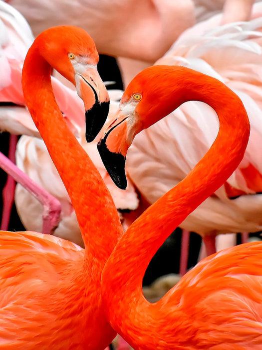 Flamingo - CALVENDO Foto-Puzzle'