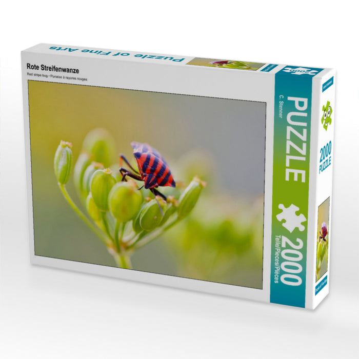 Rote Streifenwanze 2000 Teile Puzzle quer - CALVENDO Foto-Puzzle'