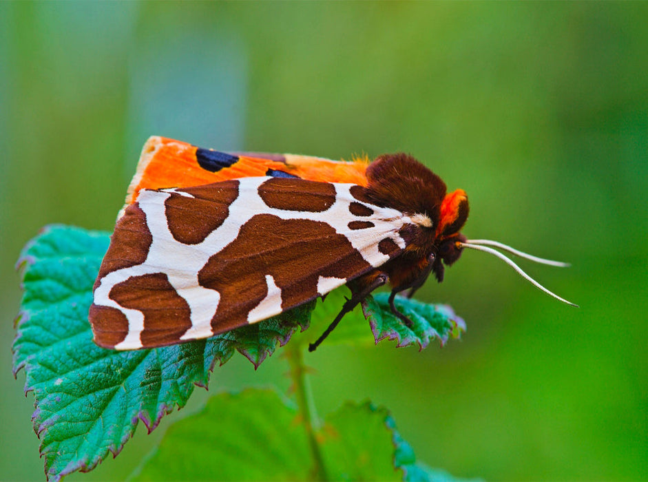Bear moth - CALVENDO photo puzzle 