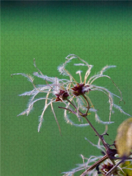 Gewöhnliche Waldrebe 2000 Teile Puzzle hoch - CALVENDO Foto-Puzzle'