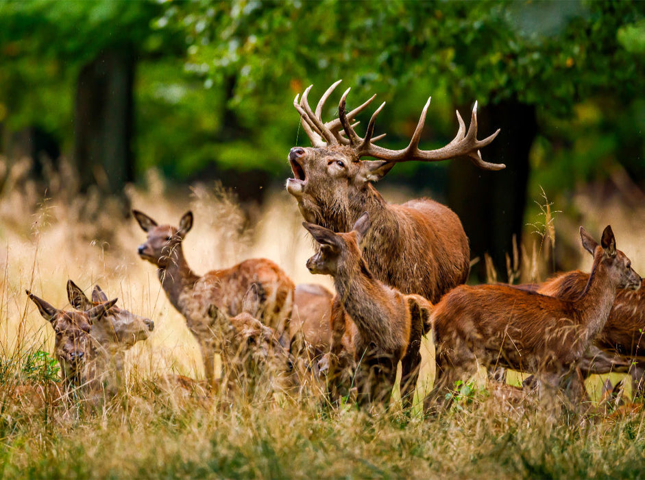 The rutting of the deer - CALVENDO photo puzzle 