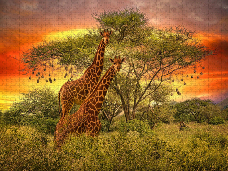 Zwei Giraffen im Sonnenuntergang - CALVENDO Foto-Puzzle'