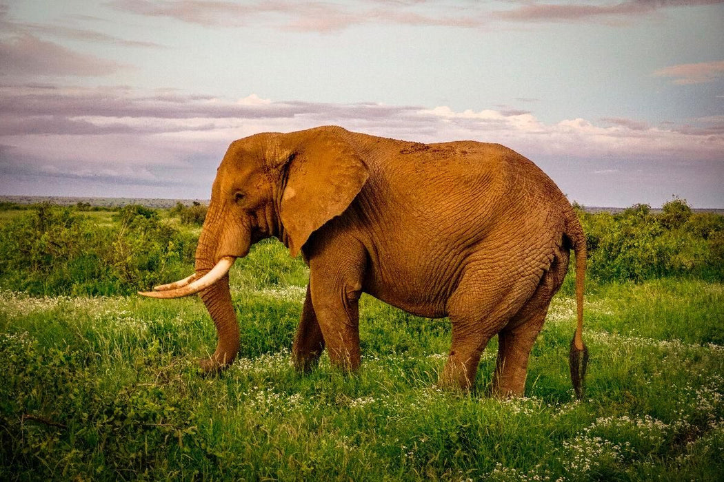 Premium textile canvas Premium textile canvas 120 cm x 80 cm landscape Elephant in the savannah 