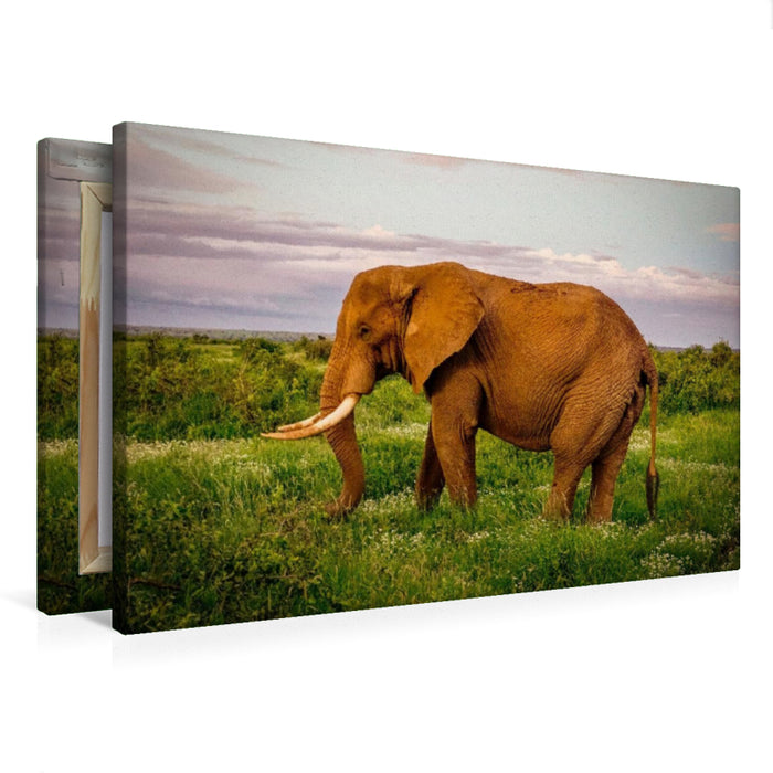 Premium textile canvas Premium textile canvas 120 cm x 80 cm landscape Elephant in the savannah 