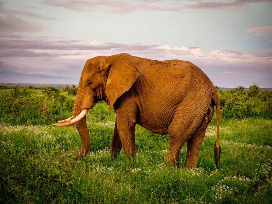 Elefant in der Savanne - CALVENDO Foto-Puzzle'