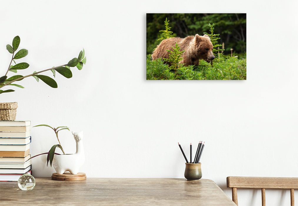 Premium textile canvas Premium textile canvas 120 cm x 80 cm landscape grizzly bear 