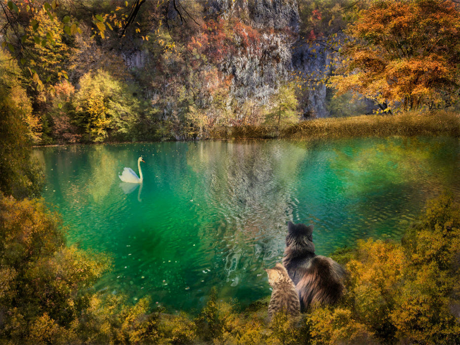 Ein Motiv aus dem Kalender Kleine Streuner - CALVENDO Foto-Puzzle'