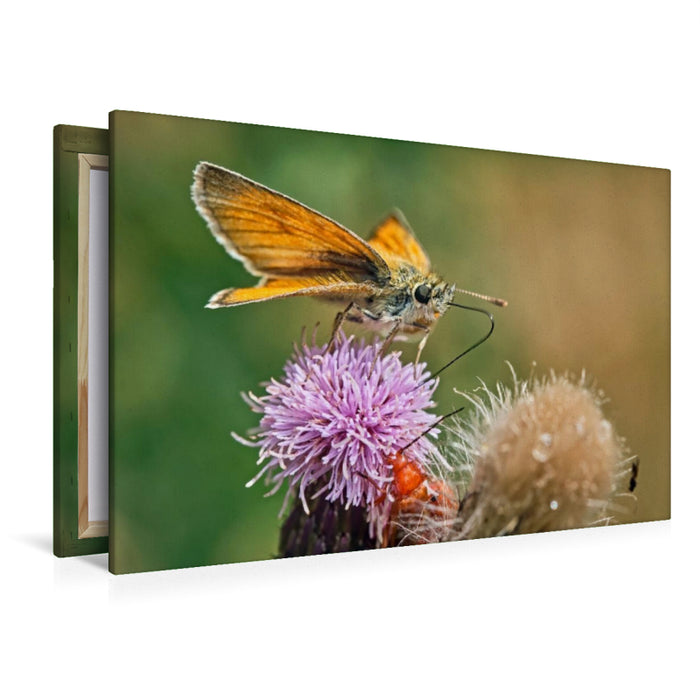 Premium Textil-Leinwand Braunkolbiger Braun-Dickkopffalter