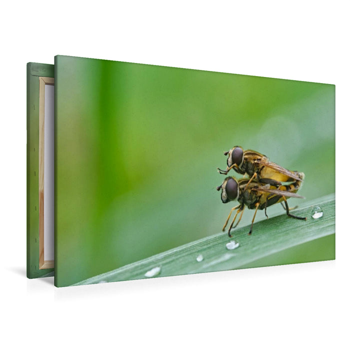 Premium Textil-Leinwand Gemeine Sumpfschwebfliegen ( Helophilus pendulus )