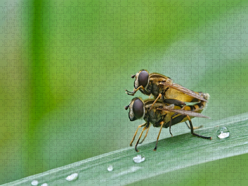 Gemeine Sumpfschwebfliegen ( Helophilus pendulus ) - CALVENDO Foto-Puzzle'