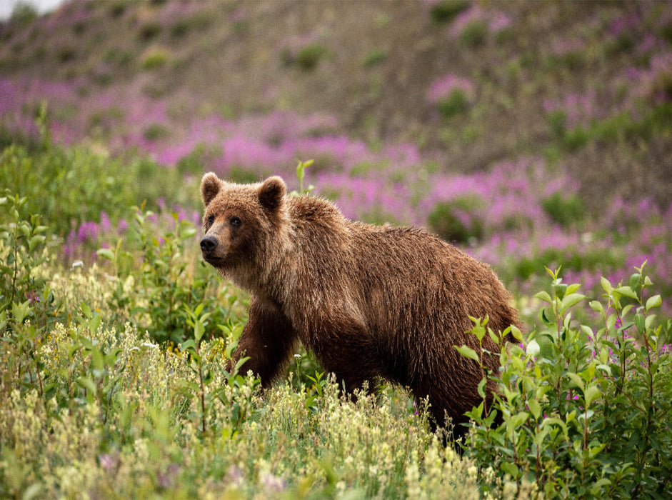 Grizzlybär 2000 Teile Puzzle quer - CALVENDO Foto-Puzzle'