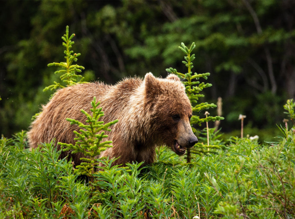 Grizzlybär 2000 Teile Puzzle quer - CALVENDO Foto-Puzzle'