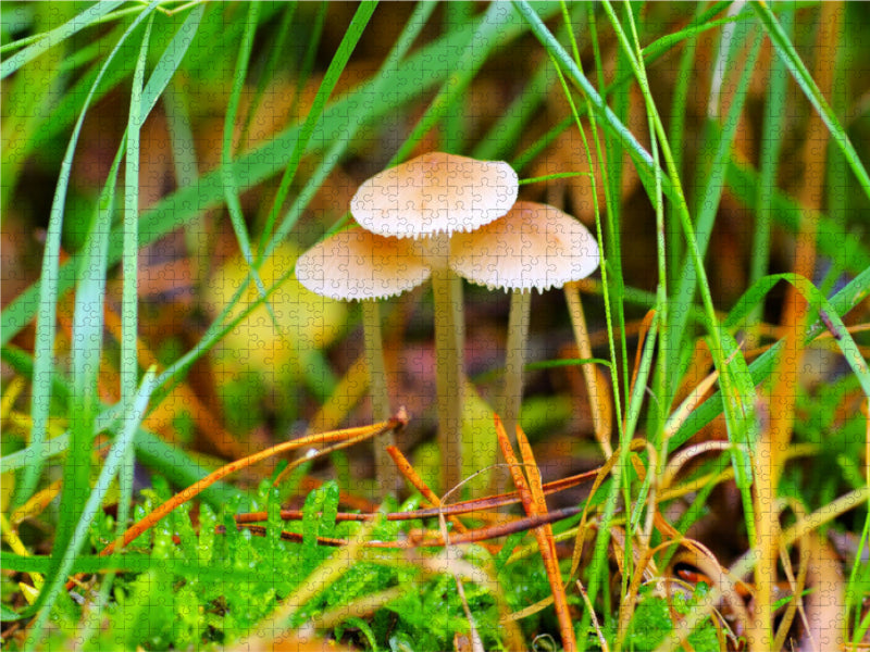 Helmlings - Puzzle photo CALVENDO 