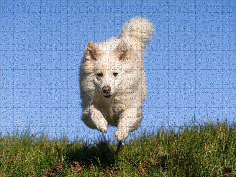 Hundespaziergang 1000 Teile Puzzle quer - CALVENDO Foto-Puzzle'