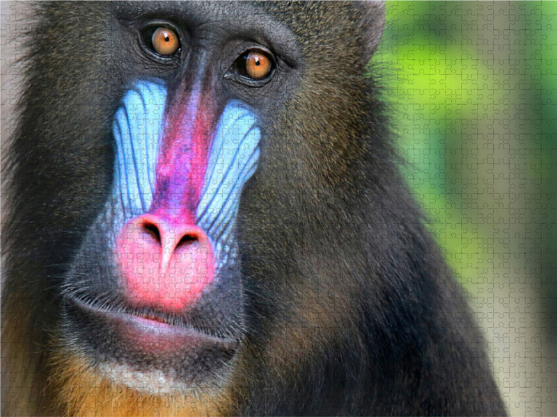 MANDRILL - CALVENDO photo puzzle 
