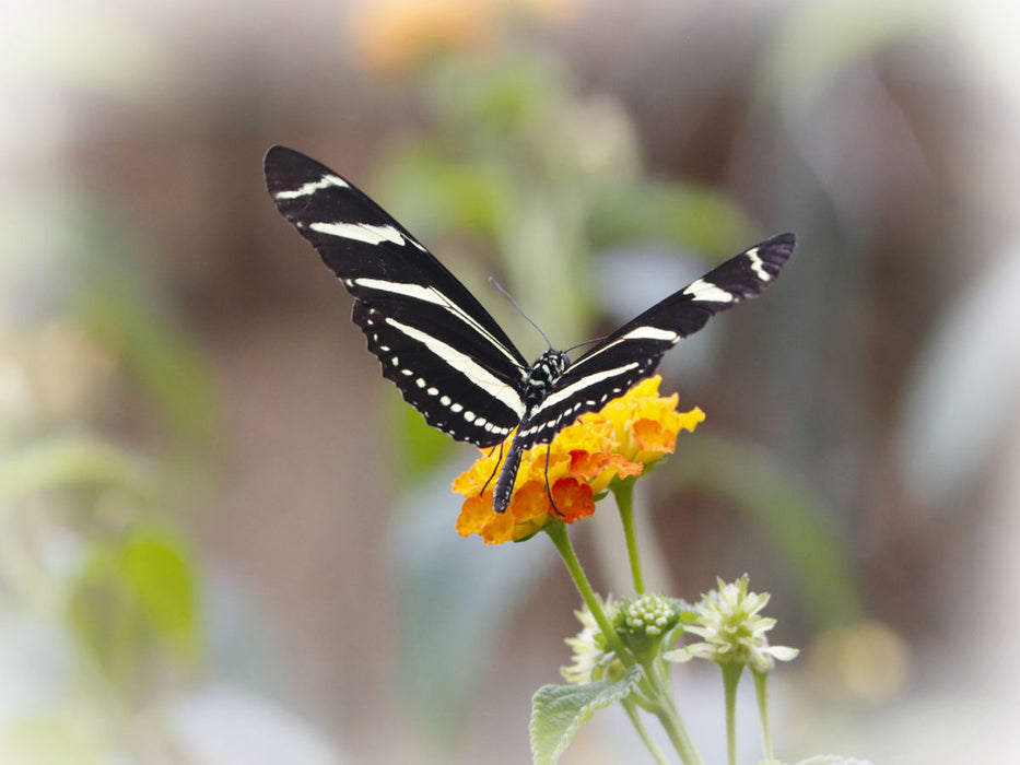 Zebra butterfly (Heliconius charitonius) - CALVENDO photo puzzle 