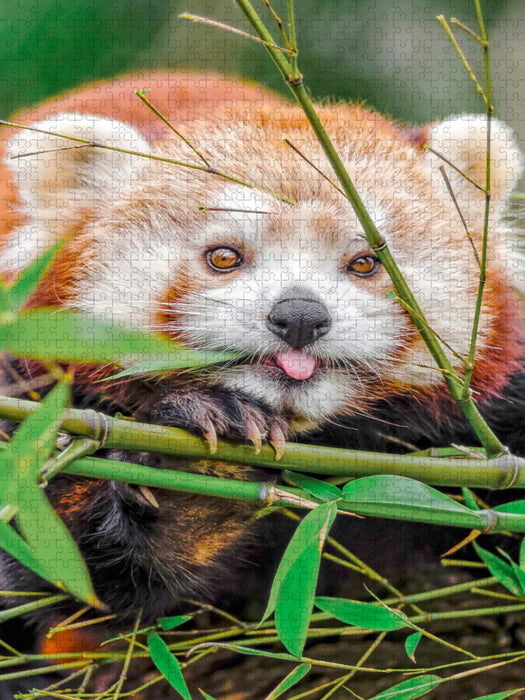 Roter Panda - CALVENDO Foto-Puzzle'