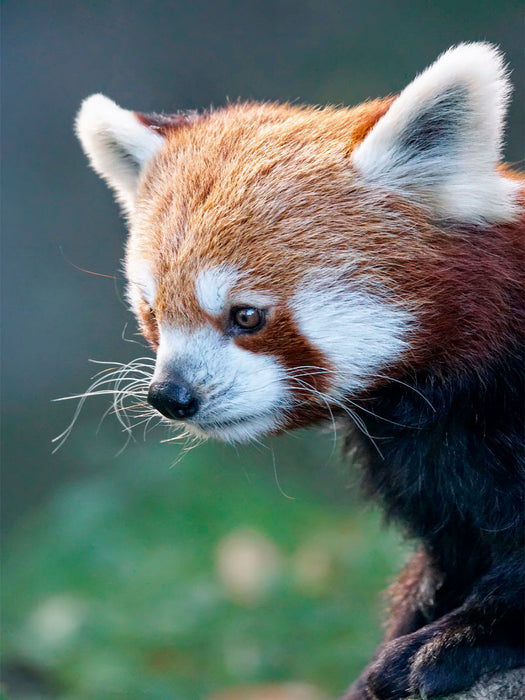 Roter Panda - CALVENDO Foto-Puzzle'