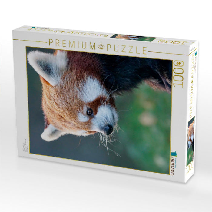 Roter Panda - CALVENDO Foto-Puzzle'