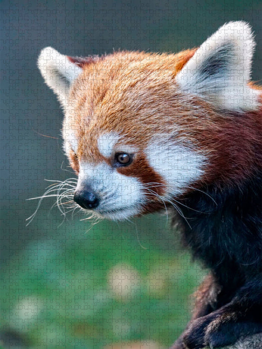 Roter Panda - CALVENDO Foto-Puzzle'