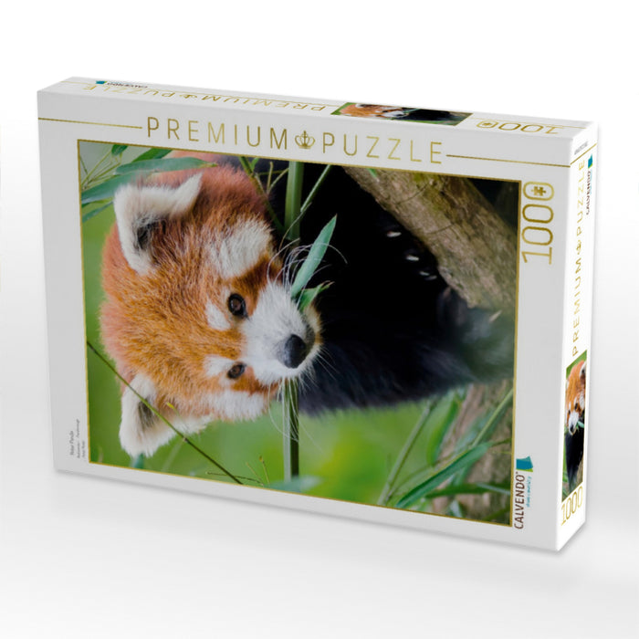 Roter Panda - CALVENDO Foto-Puzzle'