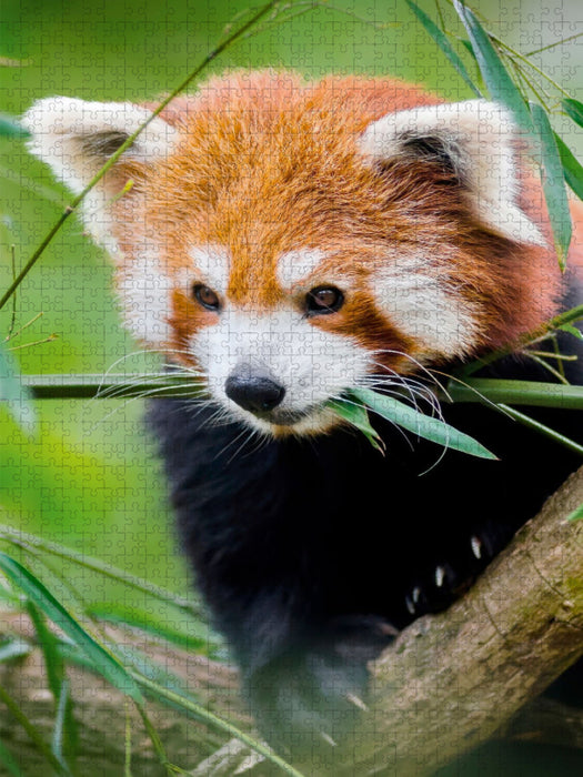 Roter Panda - CALVENDO Foto-Puzzle'