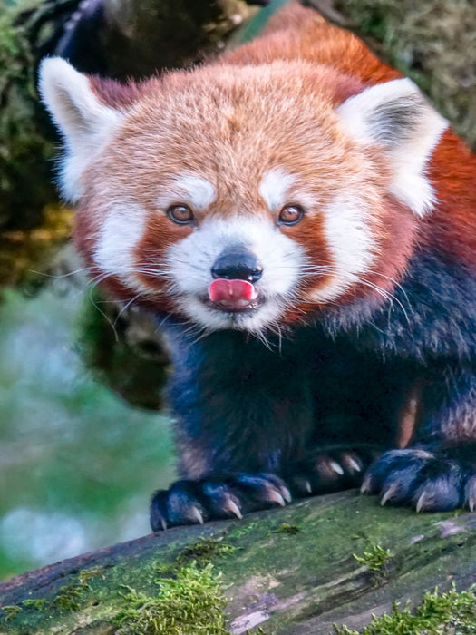 Roter Panda - CALVENDO Foto-Puzzle'