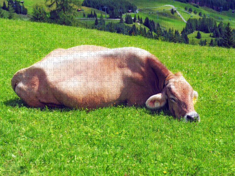 Allgäuer Kuh beim chillen - CALVENDO Foto-Puzzle'