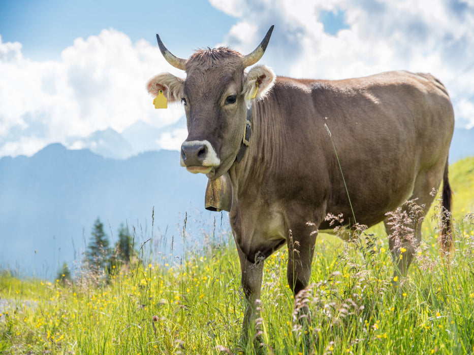 Braunvieh am Fellhorn - CALVENDO Foto-Puzzle'