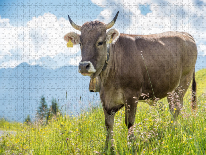 Braunvieh am Fellhorn - CALVENDO Foto-Puzzle'